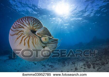 "Nautilus (Nautilus belauensis), Palau, Oceania" View Large Photo Image Stock Photography - "Nautilus (Nautilus belauensis), Palau, Oceania". Fotosearch