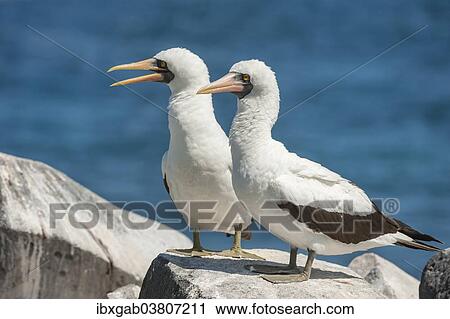 "Nazca Boobies (Sula granti), Espanola Island, Galapagos, Ecuador, South America" View Large Photo Image Stock Image - "Nazca Boobies (Sula granti), Espanola Island, Galapagos, Ecuador, South America". Fotosearch