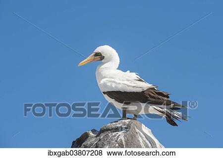 "Nazca Booby (Sula granti), Espanola Island, Galapagos, Ecuador, South America" View Large Photo Image Stock Photo - "Nazca Booby (Sula granti), Espanola Island, Galapagos, Ecuador, South America". Fotosearch