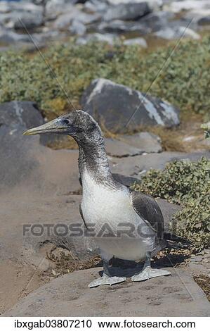 "Nazca Booby (Sula granti), juvenile Espanola Island, Galapagos, Ecuador, South America" View Large Photo Image Stock Image - "Nazca Booby (Sula granti), juvenile Espanola Island, Galapagos, Ecuador, South America". Fotosearch