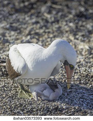 "Nazca Booby (Sula granti) on a nest with a chick, Isla Genovesa, Galapagos Islands" View Large Photo Image Stock Image - "Nazca Booby (Sula granti) on a nest with a chick, Isla Genovesa, Galapagos Islands". Fotosearch