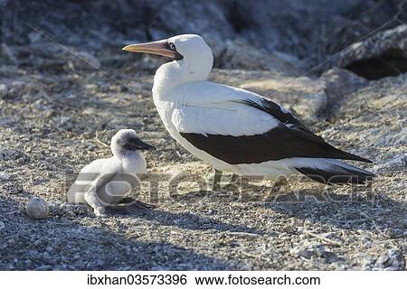 "Nazca Booby (Sula granti) with a chick, Isla Genovesa, Galapagos Islands" View Large Photo Image Stock Photograph - "Nazca Booby (Sula granti) with a chick, Isla Genovesa, Galapagos Islands". Fotosearch