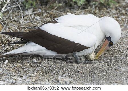 "Nazca Booby (Sula granti) with an egg and a chick, Isla Genovesa, Galapagos Islands" View Large Photo Image Stock Image - "Nazca Booby (Sula granti) with an egg and a chick, Isla Genovesa, Galapagos Islands". Fotosearch