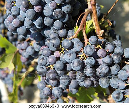 Stock Image - "Nebbiolo or Nebieul grapes, Piedmont, Italy, Europe". Fotosearch