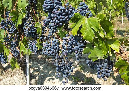 "Nebbiolo or Nebieul grapes, Piedmont, Italy, Europe" View Large Photo Image Stock Photo - "Nebbiolo or Nebieul grapes, Piedmont, Italy, Europe". Fotosearch