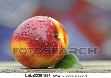 Nectarine with water drops View Large Photo Image Picture - Nectarine with water drops. Fotosearch