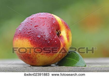 Nectarine with water drops View Large Photo Image Stock Image - Nectarine with water drops. Fotosearch