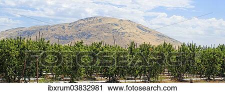 "Nectarines (Prunus persica var nucipersica), plantation in the middle of the Californian hills, Centerville, Fresno, California, United States, North America" View Large Photo Image Stock Image - "Nectarines (Prunus persica var nucipersica), plantation in the middle of the Californian hills, Centerville, Fresno, California, United States, North America". Fotosearch
