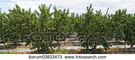 "Nectarines (Prunus persica var nucipersica), plantation, Centerville, Fresno, California, United States, North America" View Large Photo Image Stock Image - "Nectarines (Prunus persica var nucipersica), plantation, Centerville, Fresno, California, United States, North America". Fotosearch