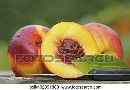 "Nectarines with drops of water, half a nectarine with core and a kitchen knife" View Large Photo Image Stock Photo - "Nectarines with drops of water, half a nectarine with core and a kitchen knife". Fotosearch
