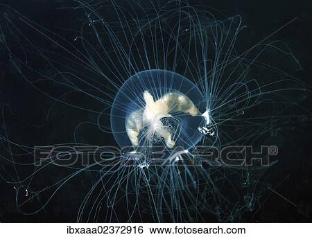 "Nemopsis dofleini Maas jellyfish, Japan Sea, Far East, Primorsky Krai, Russian Federation" View Large Photo Image Stock Photograph - "Nemopsis dofleini Maas jellyfish, Japan Sea, Far East, Primorsky Krai, Russian Federation". Fotosearch