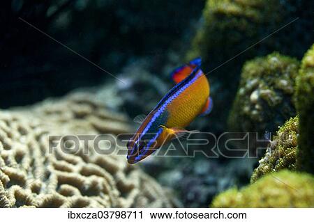 "Neon Dottyback (Pseudochromis aldabraensis), blenny, Gulf of Oman, Oman, Asia" View Large Photo Image Stock Image - "Neon Dottyback (Pseudochromis aldabraensis), blenny, Gulf of Oman, Oman, Asia". Fotosearch