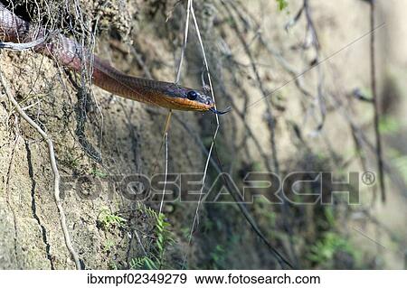 "Neotropical Bird Snake or Dos Cocorite (Pseustes poecilonotus), Dos Brazos, Osa Peninsula, Puntarenas Province, Costa Rica, Central America, North America" View Large Photo Image Stock Photo - "Neotropical Bird Snake or Dos Cocorite (Pseustes poecilonotus), Dos Brazos, Osa Peninsula, Puntarenas Province, Costa Rica, Central America, North America". Fotosearch