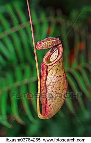 "Nepenthes anamensis pitcher plant (Nepenthes anamensis), Chiang Mai Province, Thailand, Asia" View Large Photo Image Stock Photography - "Nepenthes anamensis pitcher plant (Nepenthes anamensis), Chiang Mai Province, Thailand, Asia". Fotosearch