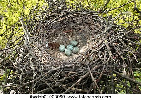 "Nest and eggs of the Carrion Crown (Corvus corone corone), Allgaeu, Bavaria, Germany, Europe" View Large Photo Image Stock Photo - "Nest and eggs of the Carrion Crown (Corvus corone corone), Allgaeu, Bavaria, Germany, Europe". Fotosearch