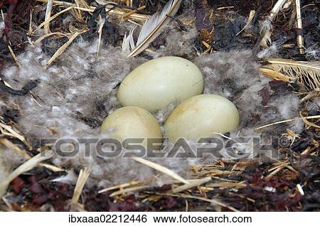 Stock Photograph - "Nest of a Common Eider (Somateria mollissima), Arctic coastline of Kola Peninsula, Russia, Barents Sea, Europe". Fotosearch