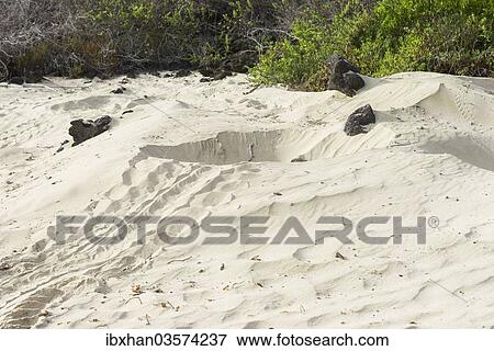 "Nest of a Green Sea Turtle or Pacific Green Turtle (Chelonia mydas japonica), Floreana, Galapagos Islands, Ecuador, South America" View Large Photo Image Stock Photo - "Nest of a Green Sea Turtle or Pacific Green Turtle (Chelonia mydas japonica), Floreana, Galapagos Islands, Ecuador, South America". Fotosearch