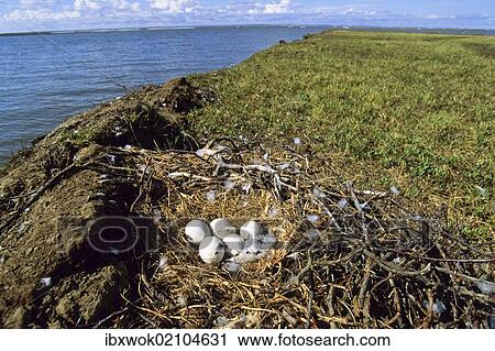 "Nest of a Rough-legged Buzzard (Buteo lagopus), Taymyr Peninsula, Northern Siberia, Russia, Asia, Europe" View Large Photo Image Stock Image - "Nest of a Rough-legged Buzzard (Buteo lagopus), Taymyr Peninsula, Northern Siberia, Russia, Asia, Europe". Fotosearch