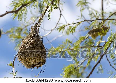 "Nest of a weaver bird (Ploceidae), Northern Cape, South Africa, Africa" View Large Photo Image Stock Photograph - "Nest of a weaver bird (Ploceidae), Northern Cape, South Africa, Africa". Fotosearch