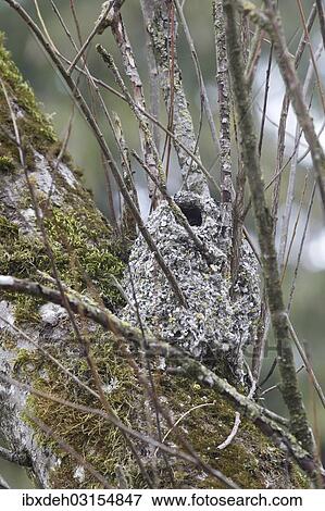 "Nest of the Long-tailed tit or Long-tailed bushtit (Aegithalos caudatus), Allgau, Bavaria, Germany, Europe" View Large Photo Image Stock Photo - "Nest of the Long-tailed tit or Long-tailed bushtit (Aegithalos caudatus), Allgau, Bavaria, Germany, Europe". Fotosearch