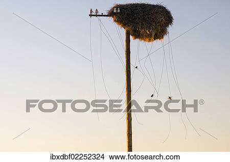 "Nest of the Weaver (Ploceidae) birds, damaged telephone lines, the Northern Cape, South Africa, Africa" View Large Photo Image Picture - "Nest of the Weaver (Ploceidae) birds, damaged telephone lines, the Northern Cape, South Africa, Africa". Fotosearch