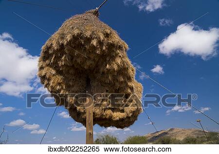 "Nest of Weaver (Ploceidae) birds, Northern Cape, South Africa, Africa" View Large Photo Image Stock Photography - "Nest of Weaver (Ploceidae) birds, Northern Cape, South Africa, Africa". Fotosearch