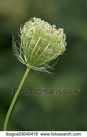 "Nest-shaped rolled fruit umbel of Wild Carrot, Bird's Nest or Bishop's Lace (Daucus carota), Geneva, Genf, Switzerland, Europe" View Large Photo Image Stock Photograph - "Nest-shaped rolled fruit umbel of Wild Carrot, Bird's Nest or Bishop's Lace (Daucus carota), Geneva, Genf, Switzerland, Europe". Fotosearch