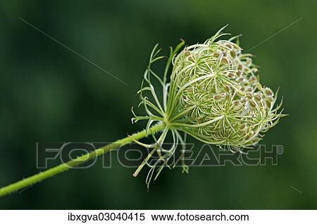 Stock Photography - "Nest-shaped rolled fruit umbel of Wild Carrot, Bird's Nest or Bishop's Lace (Daucus carota), Geneva, Genf, Switzerland, Europe". Fotosearch