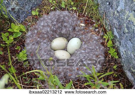 "Nest with eggs of the Common Eider (Somateria mollissima), Kola Peninsula, Barents Sea, Russia, Europe" View Large Photo Image Stock Image - "Nest with eggs of the Common Eider (Somateria mollissima), Kola Peninsula, Barents Sea, Russia, Europe". Fotosearch