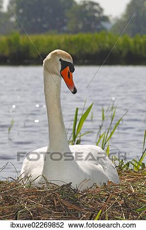 "Nesting and breeding mute swan (Cygnus olor), sitting on nest, Germany, Europe" View Large Photo Image Stock Image - "Nesting and breeding mute swan (Cygnus olor), sitting on nest, Germany, Europe". Fotosearch