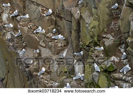 "Nesting Black-legged Kittiwakes(Rissa tridactyla) in a cliff, Mykines, Faroe Islands, Denmark, Europe" View Large Photo Image Picture - "Nesting Black-legged Kittiwakes(Rissa tridactyla) in a cliff, Mykines, Faroe Islands, Denmark, Europe". Fotosearch