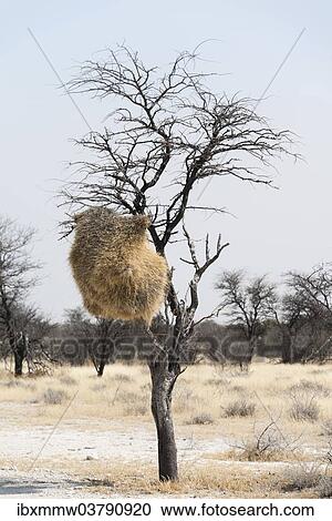 "Nesting colony hanging in a tree, Sociable Weaver (Philetairus socius), Etosha National Park, Namibia, Africa" View Large Photo Image Stock Image - "Nesting colony hanging in a tree, Sociable Weaver (Philetairus socius), Etosha National Park, Namibia, Africa". Fotosearch