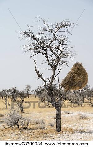 "Nesting colony of hanging in a tree, Sociable Weaver (Philetairus socius), Etosha National Park, Namibia, Africa" View Large Photo Image Picture - "Nesting colony of hanging in a tree, Sociable Weaver (Philetairus socius), Etosha National Park, Namibia, Africa". Fotosearch