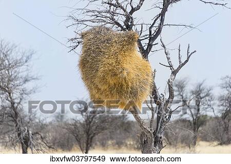 "Nesting colony of the Sociable Weaver (Philetairus socius) in a tree, Etosha National Park, Namibia, Africa" View Large Photo Image Stock Photo - "Nesting colony of the Sociable Weaver (Philetairus socius) in a tree, Etosha National Park, Namibia, Africa". Fotosearch