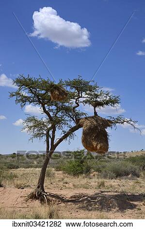 "Nests of Sociable Weavers or Social Weavers (Philetairus socius) in a tree, Naukluft Mountains, Hardap Region, Namibia, Africa" View Large Photo Image Stock Image - "Nests of Sociable Weavers or Social Weavers (Philetairus socius) in a tree, Naukluft Mountains, Hardap Region, Namibia, Africa". Fotosearch