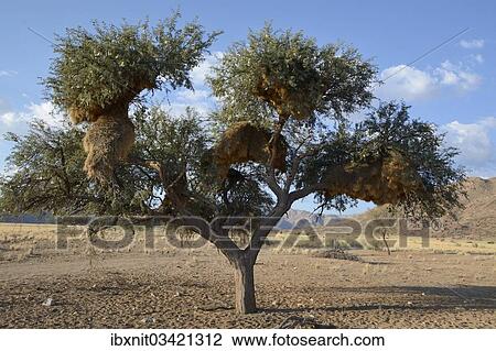 "Nests of Sociable Weavers or Social Weavers (Philetairus socius) in a tree, Naukluft Mountains, Hardap Region, Namibia, Africa" View Large Photo Image Stock Image - "Nests of Sociable Weavers or Social Weavers (Philetairus socius) in a tree, Naukluft Mountains, Hardap Region, Namibia, Africa". Fotosearch