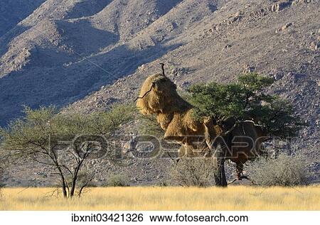 "Nests of Sociable Weavers or Social Weavers (Philetairus socius) in a tree, Naukluft Mountains at back, Naukluft Mountains, Hardap Region, Namibia, Africa" View Large Photo Image Stock Photograph - "Nests of Sociable Weavers or Social Weavers (Philetairus socius) in a tree, Naukluft Mountains at back, Naukluft Mountains, Hardap Region, Namibia, Africa". Fotosearch