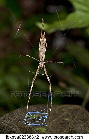 "Net-casting spider of the genus Deinopsis, lying in ambush, Tiputini rain forest, Yasuni National Park, Ecuador, South America" View Large Photo Image Stock Image - "Net-casting spider of the genus Deinopsis, lying in ambush, Tiputini rain forest, Yasuni National Park, Ecuador, South America". Fotosearch