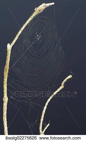 Net of an orb-weaving spider View Large Photo Image Stock Photograph - Net of an orb-weaving spider. Fotosearch