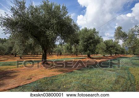"Nets spread out for the olive harvest, San Calogero, Calabria, Italy, Europe" View Large Photo Image Stock Image - "Nets spread out for the olive harvest, San Calogero, Calabria, Italy, Europe". Fotosearch