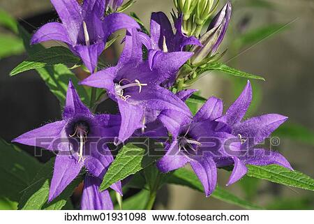 "Nettle-leaved Bellflower (Campanula trachelium), Upper Bavaria, Germany, Europe" View Large Photo Image Stock Photo - "Nettle-leaved Bellflower (Campanula trachelium), Upper Bavaria, Germany, Europe". Fotosearch