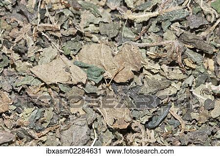 "Nettle tea, organic tea" View Large Photo Image Stock Image - "Nettle tea, organic tea". Fotosearch
