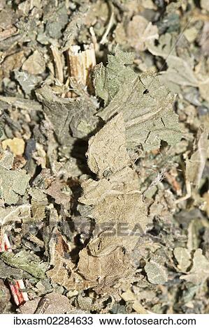 "Nettle tea, organic tea" View Large Photo Image Stock Image - "Nettle tea, organic tea". Fotosearch