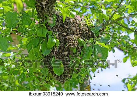 Stock Image - New colony of Honey Bees (Apis mellifera) on the trunk of an apple tree. Fotosearch