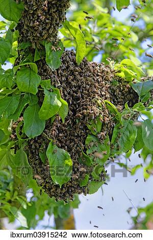 New colony of Honey Bees (Apis mellifera) on the trunk of an apple tree View Large Photo Image Stock Image - New colony of Honey Bees (Apis mellifera) on the trunk of an apple tree. Fotosearch