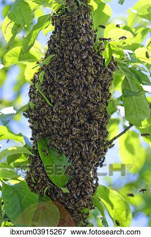 Stock Photo - New colony of Honey Bees (Apis mellifera) on the trunk of an apple tree. Fotosearch