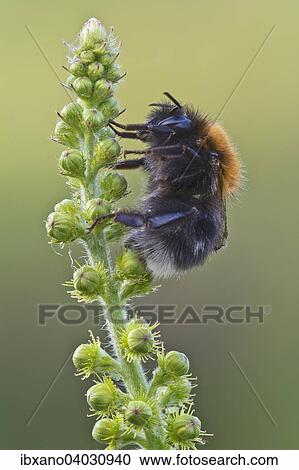 Stock Image - "New garden bumblebee (Bombus hypnorum), Burgenland, Austria, Europe". Fotosearch