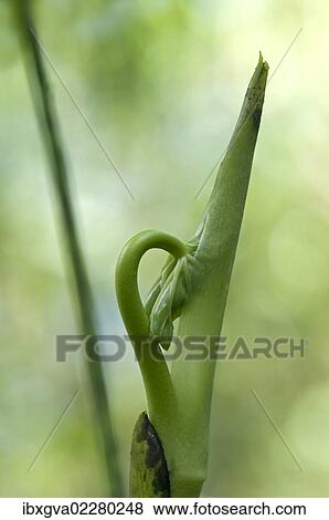 Stock Photo - "New leaf unfurling, Tandayapa region, Andean cloud forest, Ecuador, South America". Fotosearch