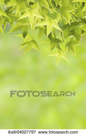 New maple leaves in spring View Large Photo Image Stock Photo - New maple leaves in spring. Fotosearch