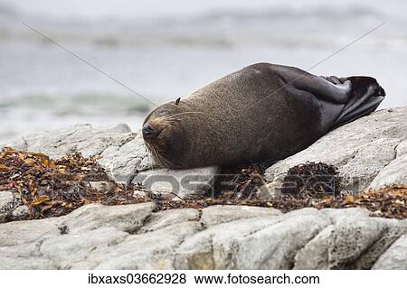 Stock Photo - "New Zealand Fur Seal (Arctocephalus forsteri) sleeping on a rock, Kaikoura, Canterbury Region, New Zealand, Oceania". Fotosearch